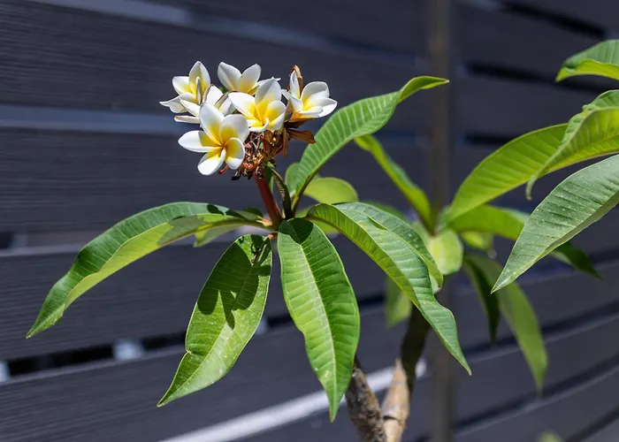 アパート Fanouris Luxury *