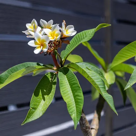 Apartamento Fanouris Luxury *